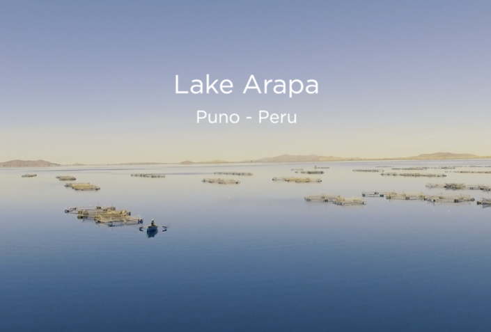 Truchas Arapa